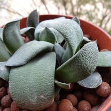 A photo of Gasteria glomerata