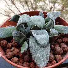A photo of Gasteria glomerata