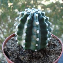 A photo of Echinocereus triglochidiatus subsp. mojavensis