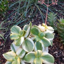 Una foto de Crassula multicava fma. variegada