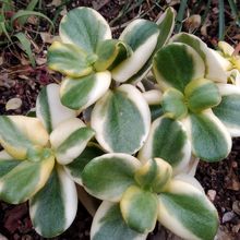 Una foto de Crassula multicava fma. variegada
