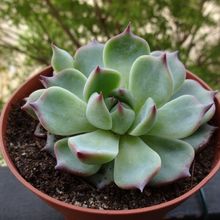 Una foto de Echeveria chihuahuaensis