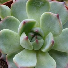 Una foto de Echeveria chihuahuaensis