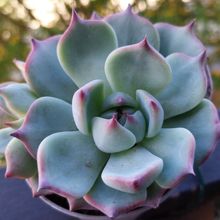 Una foto de Echeveria chihuahuaensis