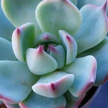 Una foto de Echeveria chihuahuaensis