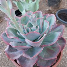 Photo of a cactus currently being identified