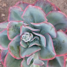 Photo of a cactus currently being identified