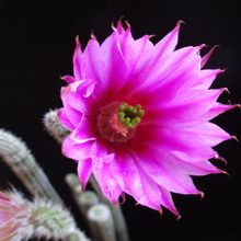 A photo of Echinocereus poselgeri