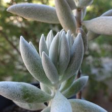 A photo of Senecio haworthii