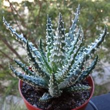 A photo of Aloe humilis  