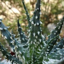 A photo of Aloe humilis  