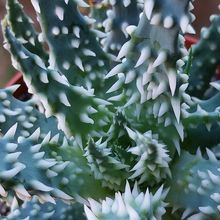 A photo of Aloe humilis  