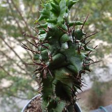 Euphorbia horrida fma. monstruosa