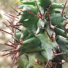 Una foto de Euphorbia horrida fma. monstruosa