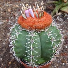 A photo of Melocactus matanzanus