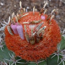 A photo of Melocactus matanzanus