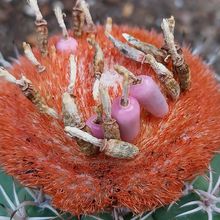 A photo of Melocactus matanzanus