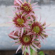 Sempervivum tectorum