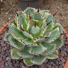 A photo of Agave potatorum cv. Kichijokan