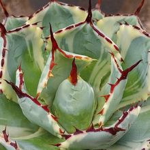 A photo of Agave potatorum cv. Kichijokan