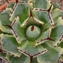 A photo of Agave potatorum cv. Kichijokan