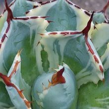 A photo of Agave potatorum cv. Kichijokan