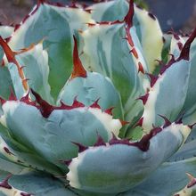 A photo of Agave potatorum cv. Kichijokan