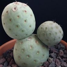 Tephrocactus geometricus