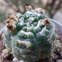 Photo of a cactus currently being identified