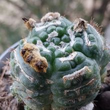 Photo of a cactus currently being identified
