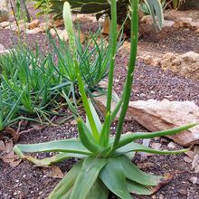Foto de un cactus que se está identificando actualmente