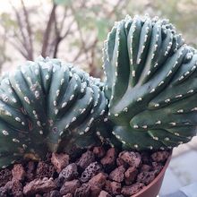Una foto de Pachycereus marginatus fma. crestada