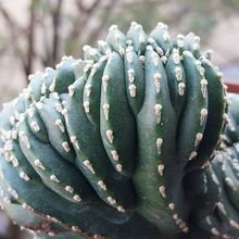 Pachycereus marginatus fma. crestada