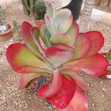 Photo of a cactus currently being identified