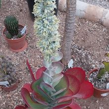 Photo of a cactus currently being identified