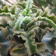 Foto de un cactus que se está identificando actualmente