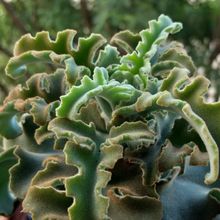 Foto de un cactus que se está identificando actualmente