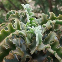 Foto de un cactus que se está identificando actualmente