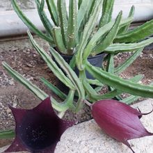 Foto de un cactus que se está identificando actualmente