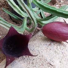 Foto de un cactus que se está identificando actualmente