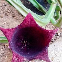 Foto de un cactus que se está identificando actualmente