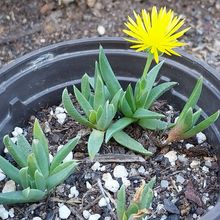 Photo of a cactus currently being identified