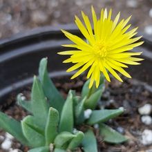 Photo of a cactus currently being identified