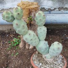 Foto de un cactus que se está identificando actualmente