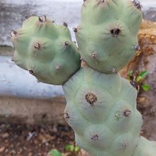 Foto de un cactus que se está identificando actualmente