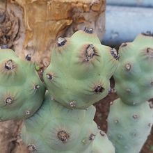 Foto de un cactus que se está identificando actualmente