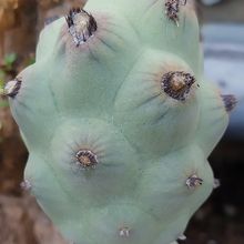 Foto de un cactus que se está identificando actualmente