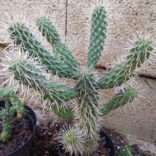 Foto de un cactus que se está identificando actualmente