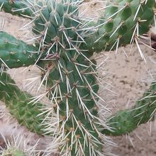 Foto de un cactus que se está identificando actualmente