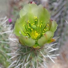 Foto de un cactus que se está identificando actualmente